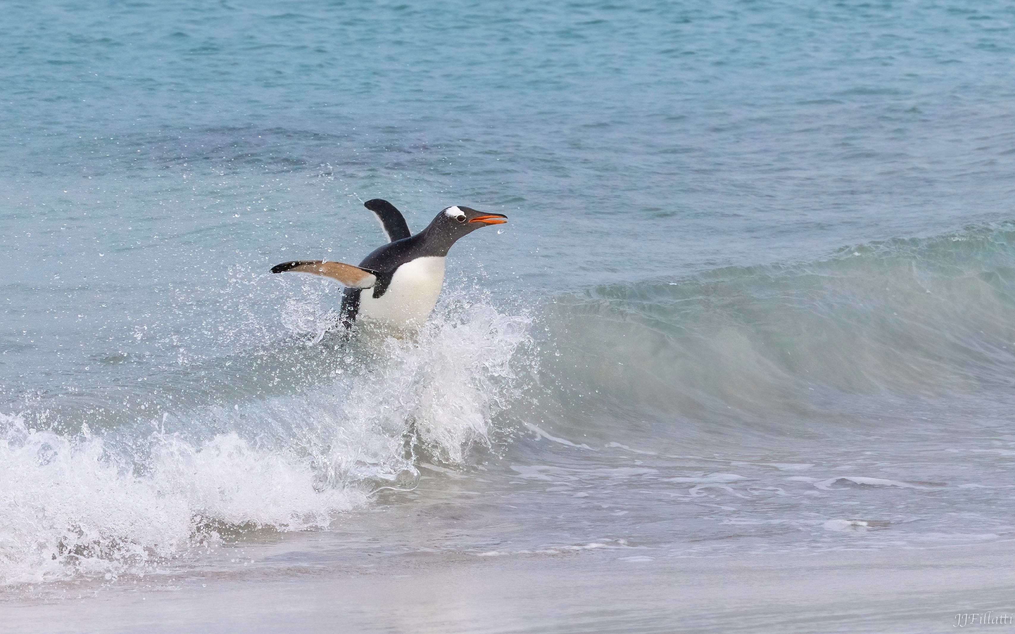 bird of the falklands image 34